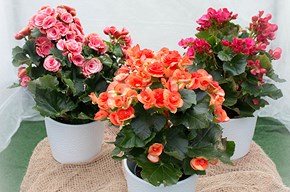 Begonia
